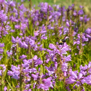 Physostegia virginiana 'Vivid' 