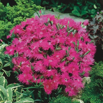 Dianthus Supra 'Purple'