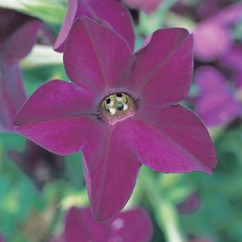 Nicotiana x alata 'Deep Purple' 