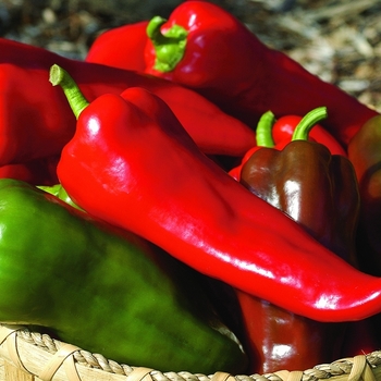 Capsicum annuum 'Carmen'