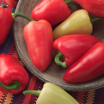 Capsicum annuum 'Mariachi' 