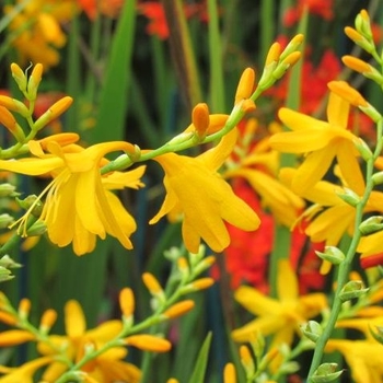 Crocosmia 'Sun Glow' 