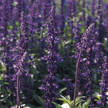 Salvia farinacea 'Evolution'