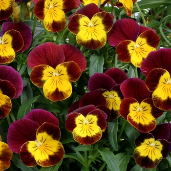 Viola cornuta 'Red-Gold' 