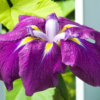 Iris ensata 'Sensation' 