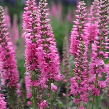 Veronica spicata 'Baby Pink' 