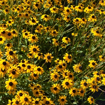 Rudbeckia fulgida var. fulgida 