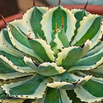 Agave 'Desert Diamond' PP26384