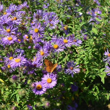 Symphyotrichum (Aster) novae 'angliae' 