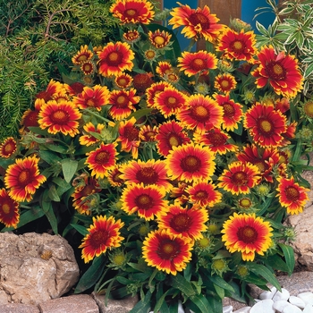 Gaillardia 'Arizona Sun' 