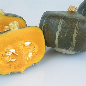 Cucurbita maxima 'Bonbon' 