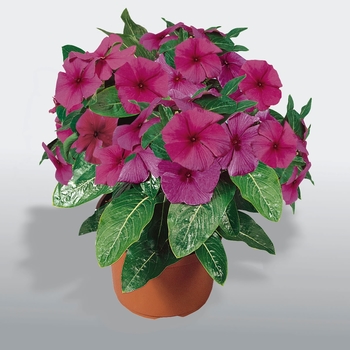 Catharanthus roseus 'First Kiss Blueberry' 