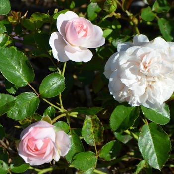 Rosa 'Bossa Nova'