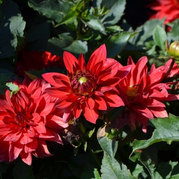 Dahlia 'XXL Alamos'