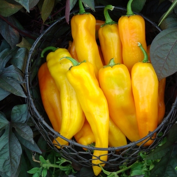 Capsicum annuum 'Mama Mia Giallo' 