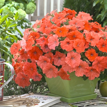 Petunia 'African Sunset™' 