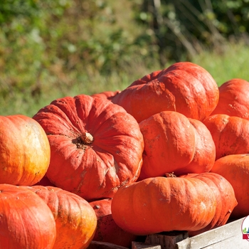 Cucurbita maxima 'Cinderella's Carriage'