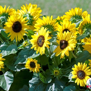 Helianthus annuus 'Suntastic Yellow with Black Center'