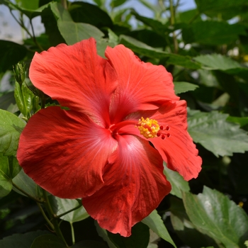 Hibiscus 'Kanakanui Orange'