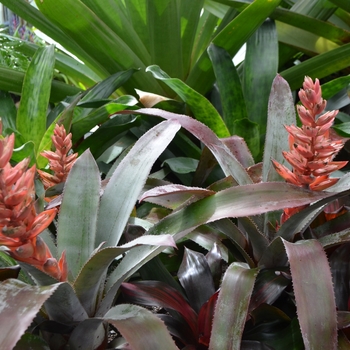 Neoregelia 'Malbec'