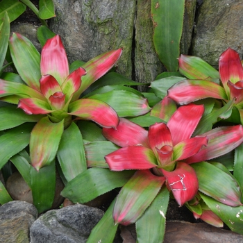 Neoregelia 'Green Apples'