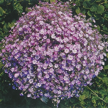 Gypsophila muralis 'Gypsy Deep Rose'