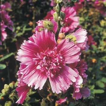 Alcea rosea 'Queeny Purple' 