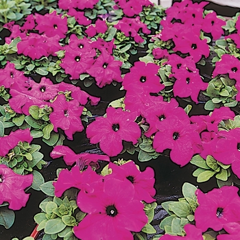 Petunia grandiflora 'Limbo Violet'