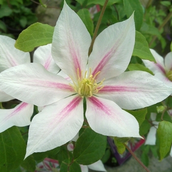 Clematis 'Andromeda' 