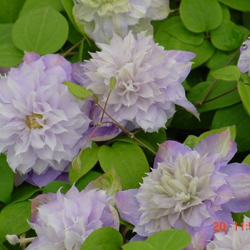Clematis 'Veronica's Choice' 