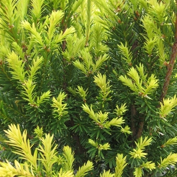 Taxus x media 'Huber's Tawny Gold' 