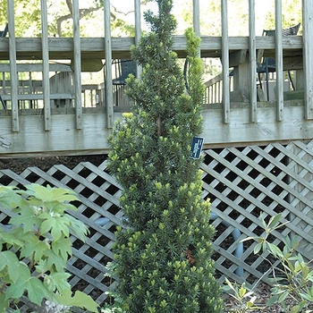 Taxus x media 'Viridis' 