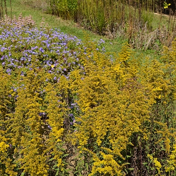 Solidago nemoralis 