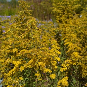 Solidago nemoralis