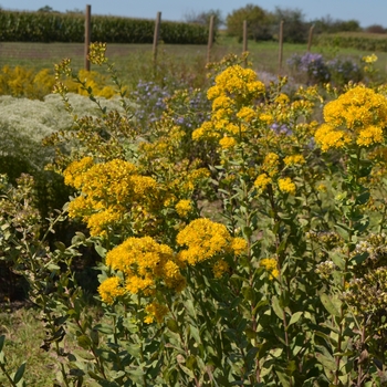 Solidago rigida 