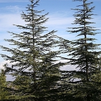 Cedrus libani var brevifolia