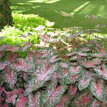 Caladium x hortulanum 'Carolyn Whorton' 