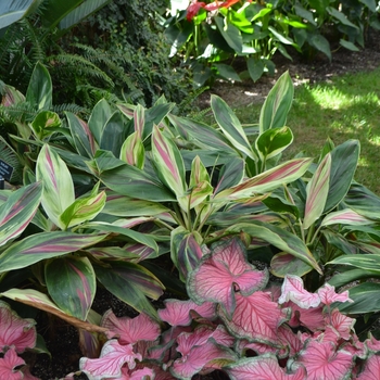 Cordyline fruticosa 'Exotica' 