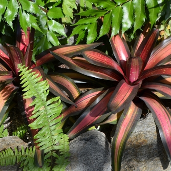 Neoregelia 'Margaret'