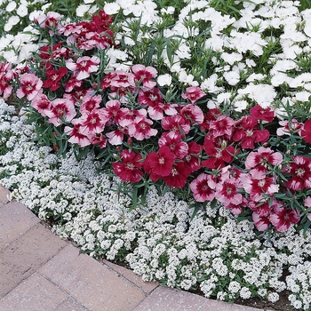 Dianthus chinensis 'Cherry Magic' 