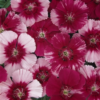 Dianthus chinensis Corona™ 'Cherry Magic'