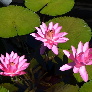 Nymphaea 'Rose de Noche' 