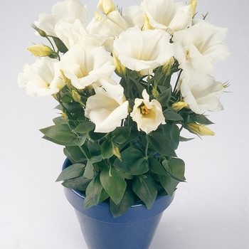 Eustoma grandiflorum 'Forever White' 