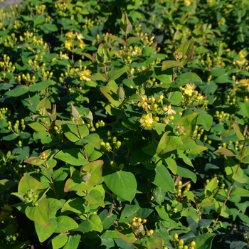 Hypericum 'Go Forest' 18408