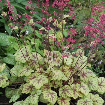 Heuchera 'Circus' PP25495