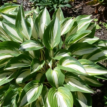 Hosta 'Moonstruck' 