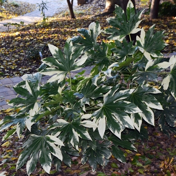 Fatsia japonica 'Variegata'