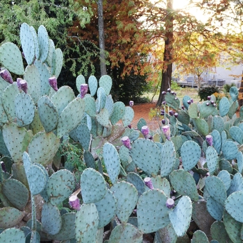 Opuntia Aciculata 'Cowboy's Red Whiskers' 