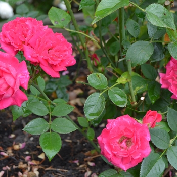 Rosa 'Aristocrat™'