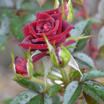 Rosa 'Black Jade'